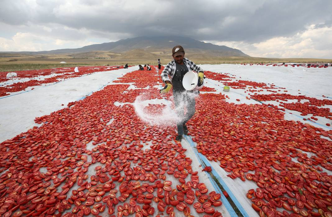 Süphan Dağı’nda yetişiyor 12 kilodan 1 kilo çıkıyor. Türkler 1 kilo bile alamıyor - Resim: 32